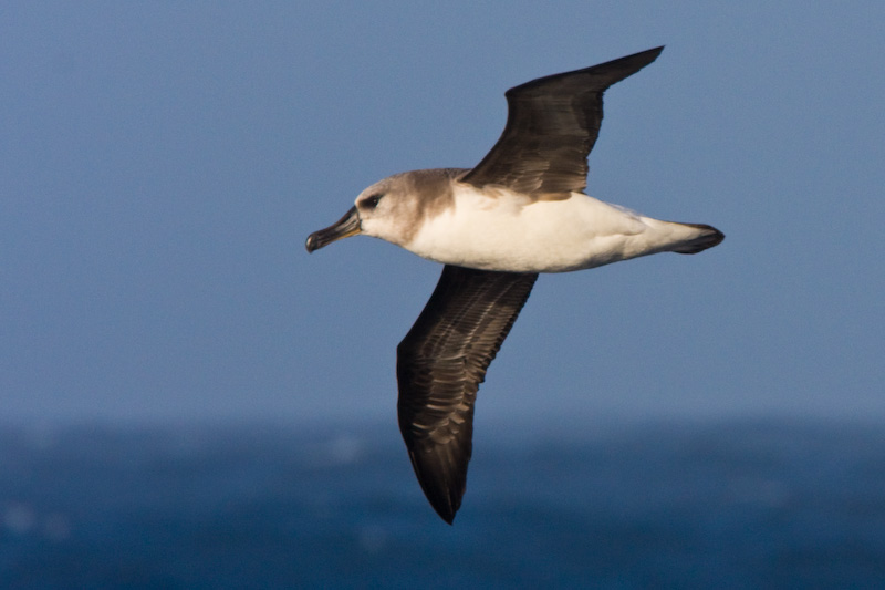 Gray-Headed Albatross In Flight